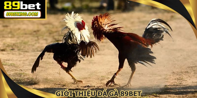 Danh mục đá gà 89BET trở thành điểm đến hàng đầu